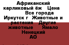 Африканский карликовый ёж › Цена ­ 6 000 - Все города, Иркутск г. Животные и растения » Другие животные   . Ямало-Ненецкий АО